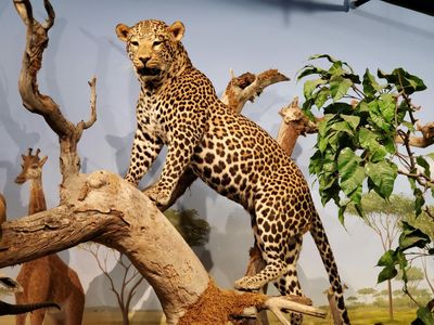 Las Vegas Natural History Museum: Entry Ticket - photo 2