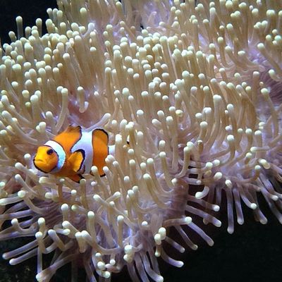 Lanzarote Aquarium: Skip The Line Ticket - photo 2