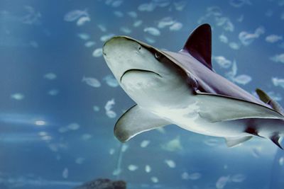 Atlantis Aquarium Madrid: Entry Ticket - photo 2