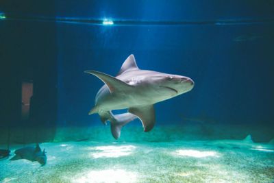 Aquarium of Genoa: Entry Ticket + Focaccia Tasting - photo 2