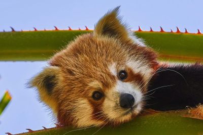 Selwo Aventura Estepona: Entry Ticket - photo 2