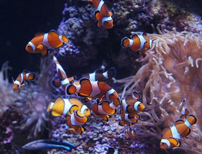 Bioparc Gijon Aquarium: Entry Ticket