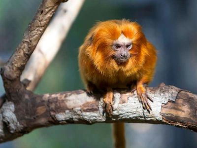 Loro Parque: Entry Ticket + Transport - photo 2