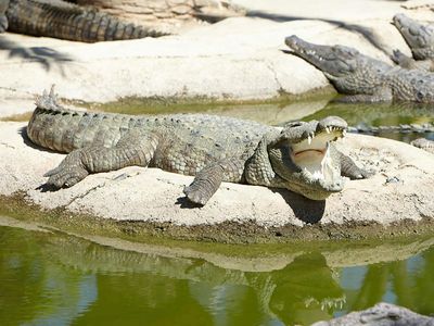 Crocodile Park Torremolinos: Entry Ticket