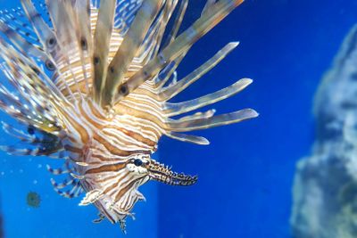 Aquarium of Naples: Entry Ticket - photo 2