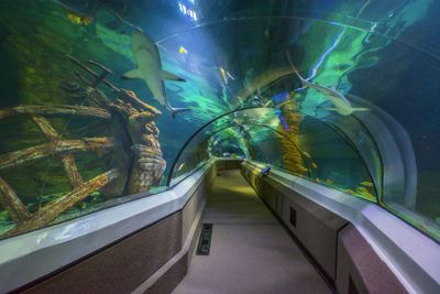 SEA LIFE Sunshine Coast: Entry Ticket - photo 2