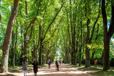 Serralves Park: Entry Ticket and Treetop Walk