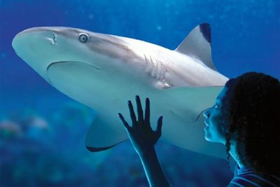 Sea Life Benalmádena: Premium Entrance