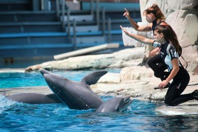 Theme Park Oltremare: Entry Ticket + Lunch