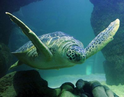 SEA LIFE Arizona: Entry Ticket - photo 2