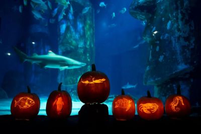 SEA LIFE Kansas City: Entry Ticket