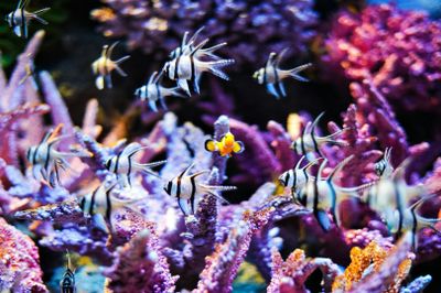 SEA LIFE Bangkok Ocean World: Entry Ticket