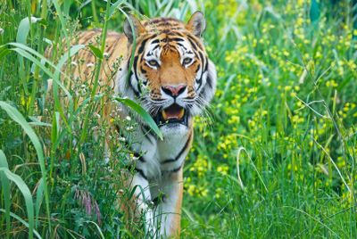 FyZoo: Entry Ticket - photo 2