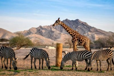 Emirates Park Zoo: Entry Ticket - photo 2