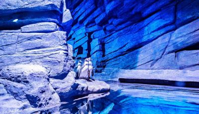 Aquaria Phuket: Entry Ticket - photo 2