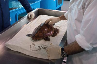 Turtle Point: Entry Ticket - photo 2