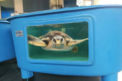 Turtle Point: Entry Ticket