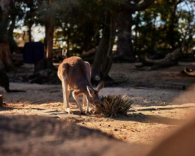 Taronga Zoo Sydney: Entry Ticket - photo 2