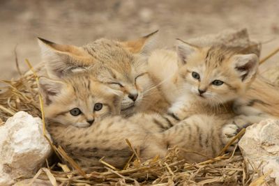 Lumigny Safari Reserve & Terre de Singes: Entry Ticket