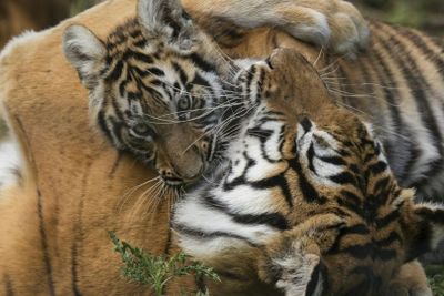 Lumigny Safari Reserve & Terre de Singes: Entry Ticket - photo 2