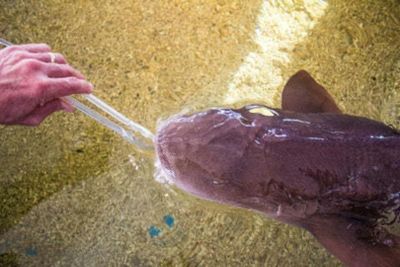 St. Augustine Aquarium: Entry Ticket - photo 2