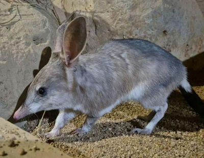 Kuranda Koala Gardens: Entry Ticket
