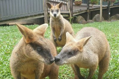 Kuranda Koala Gardens: Entry Ticket - photo 2