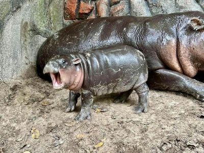 Khao Kheow Open Zoo: Entry Ticket