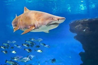 Palma Aquarium: Entrance + Diving with Sharks