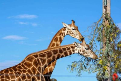 Hunter Valley Wildlife Park: Entry Ticket