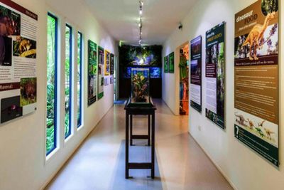 Tamborine Rainforest Skywalk: Entry Ticket - photo 2