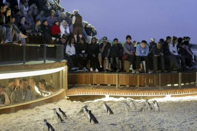 Phillip Island Nature Parks: Penguin Parade Entry Ticket