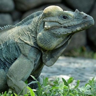 Bali Reptile Park: Entry Ticket - photo 2