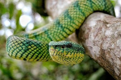 Bali Reptile Park: Entry Ticket
