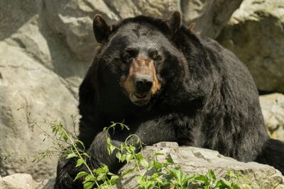Каменный зоопарк: входной билет