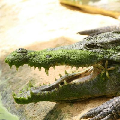 La Ferme aux Crocodiles: Входной билет