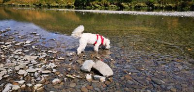 Aberystwyth: Landmarks & Legends Audio Tour - photo 2