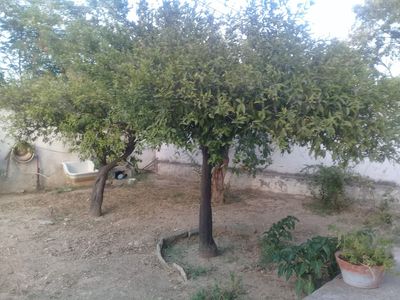 Tunis: Time-Traveler's Audio Tour - photo 2