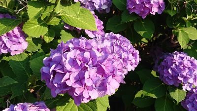 Tokyo: Echoes of Old Town Charms Audio Tour - photo 2