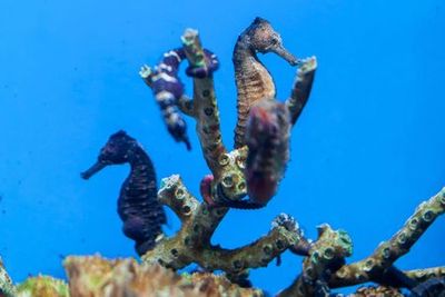 The Dallas World Aquarium: In-App Audio Tour through the Sea World - photo 3