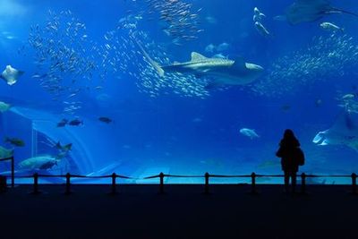 The Dallas World Aquarium: In-App Audio Tour through the Sea World - photo 4