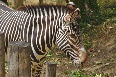 Paris Zoological Park (Parc Zoologique de Paris): Entrance Ticket - photo 3