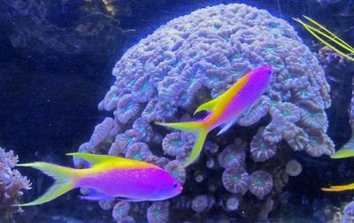 SEA LIFE Berlin: Entrance Ticket - photo 3