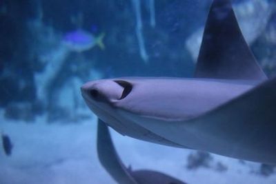 SEA LIFE Berlin: Entrance Ticket - photo 4