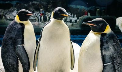 SeaWorld San Diego: Билет с быстрым входом - photo 3