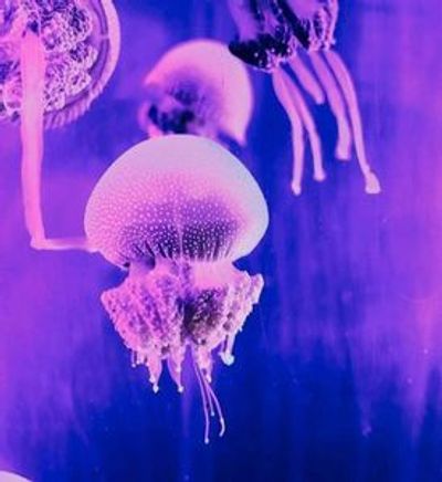 Подводный мир Лангкави: Входной билет - photo 3