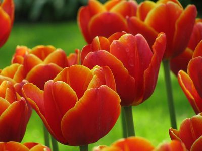 Keukenhof: Entry Ticket - photo 4