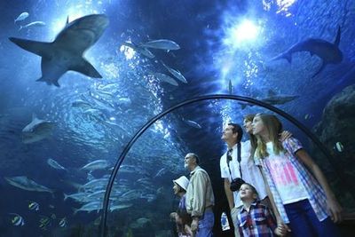 Loro Parque: Entry Ticket - photo 4