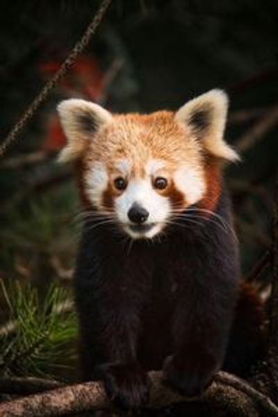 Parco Natura Viva: Open Date Ticket - photo 3