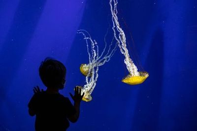 Georgia Aquarium: Skip The Line Ticket - photo 3